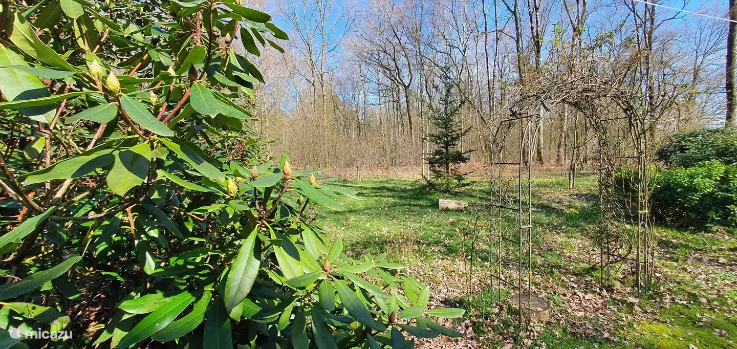 Vue sur la forêt où un cerf vient régulièrement paître