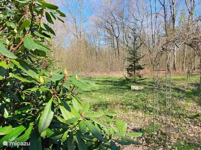 Le Chardonneret | Pays-Bas, Overijssel, Ootmarsum - bungalow Vue sur la forêt où un cerf vient régulièrement paître