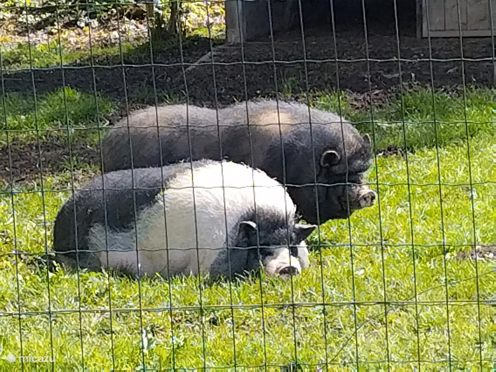 MINI PARC ANIMALIER