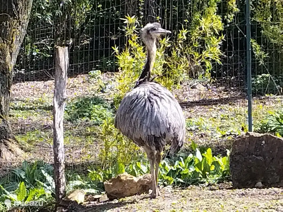 MINI PARC ANIMALIER
