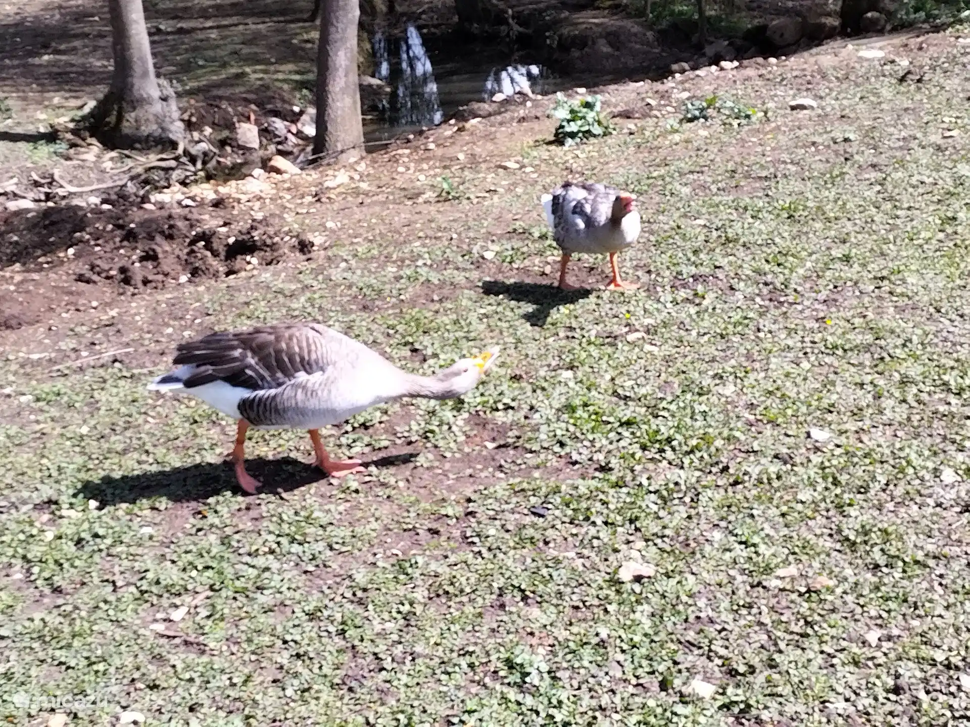 MINI PARC ANIMALIER