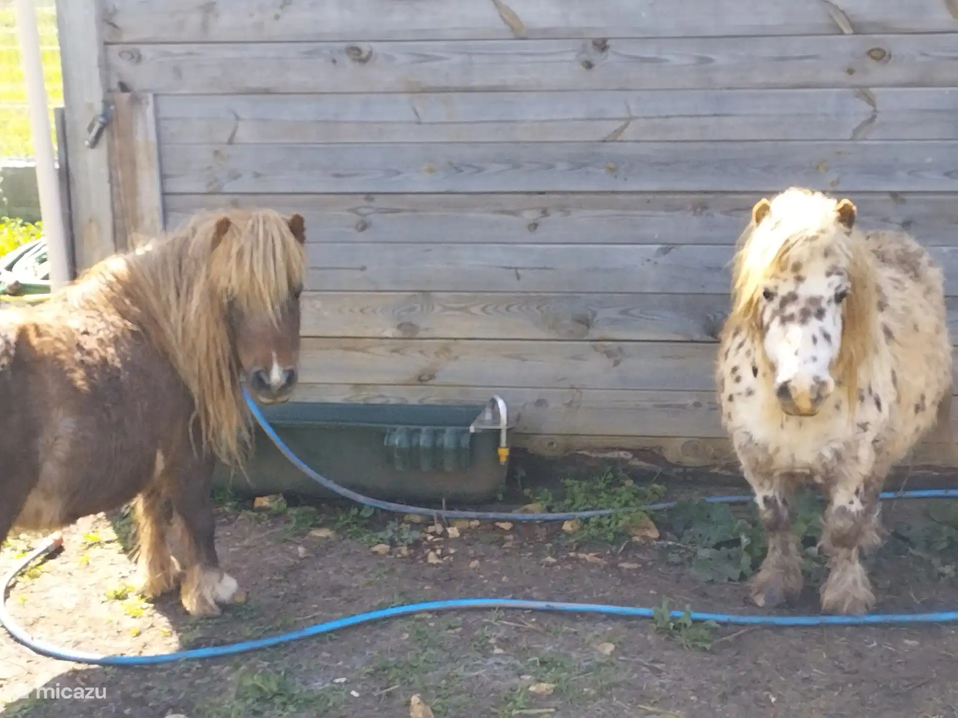 MINI PARC ANIMALIER
