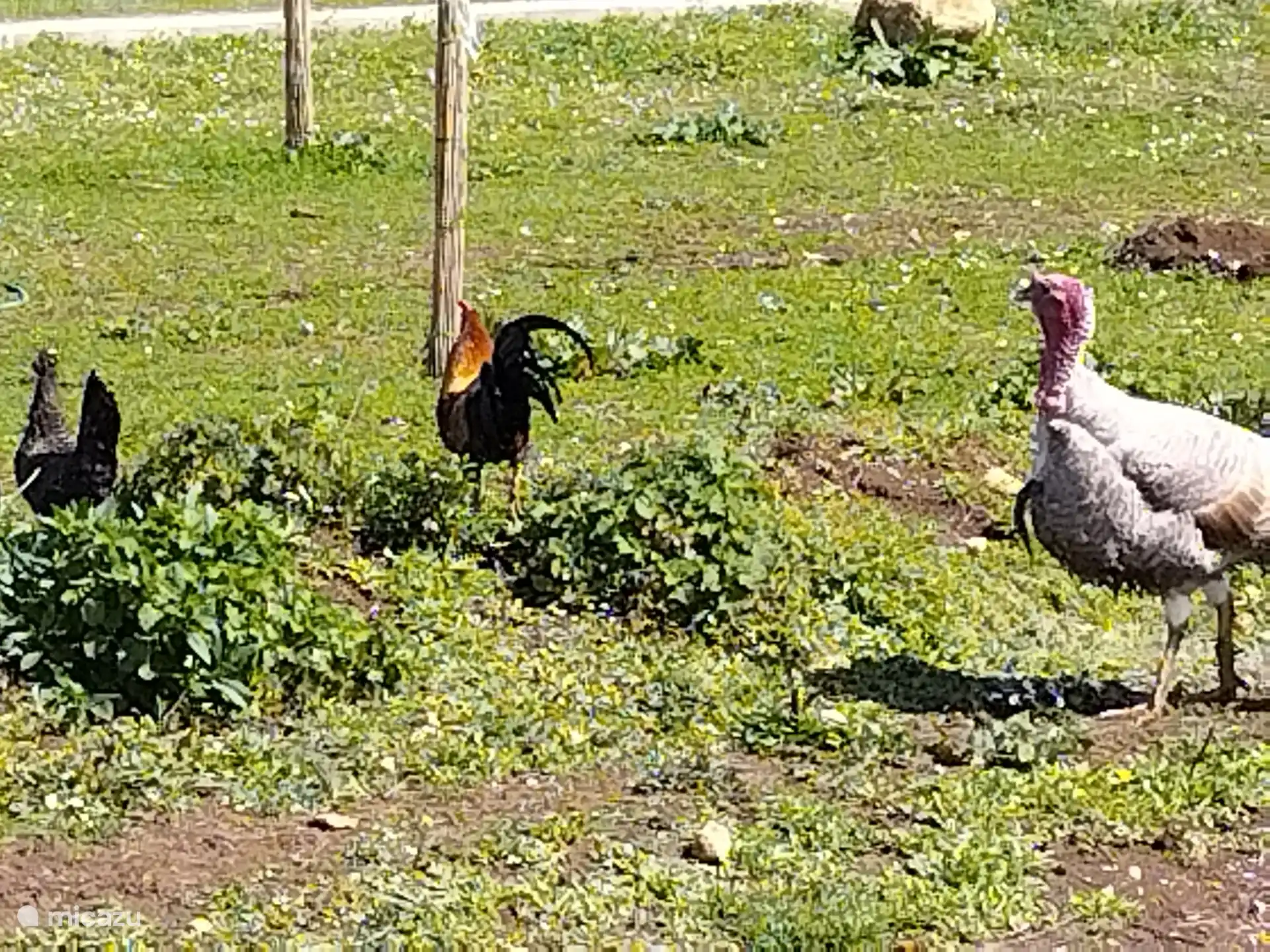 Mini Parc Animalier