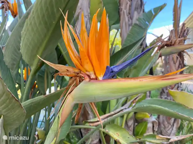 Location de Vacances Espagne, Costa Blanca, Jávea, appartement - Chez Anne Jardin fleuri