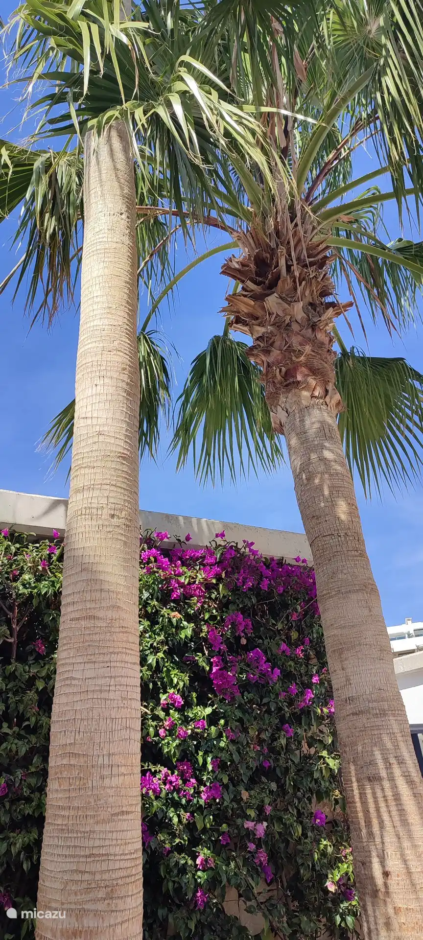 Fleurs à l'entrée principale