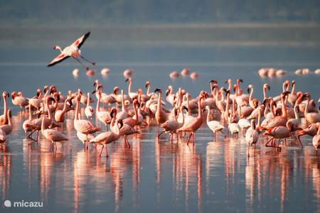 Salt Lakes with Flamingos