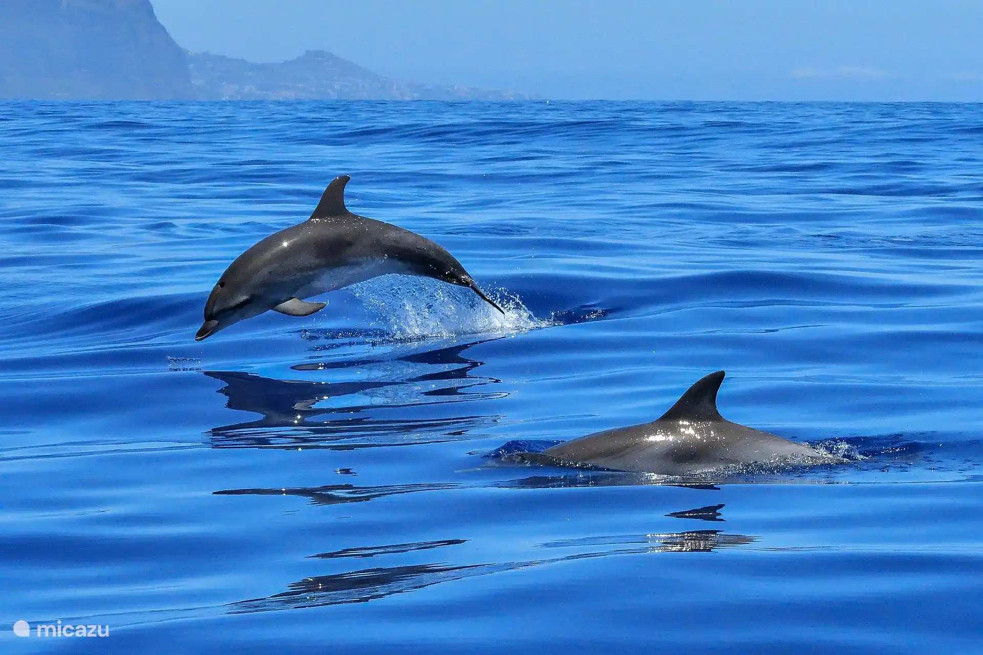Observation des dauphins depuis Gênes