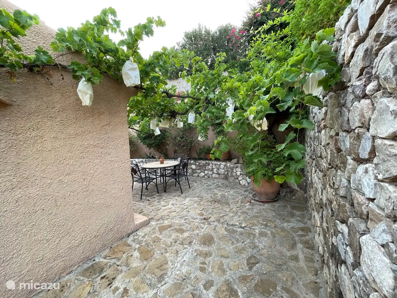 The overhanging grape vines