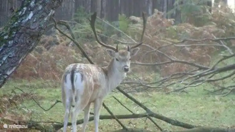 Diesen Tieren werden Sie hier sicherlich regelmäßig begegnen, ebenso wie unserem treuen Eichhörnchen, das jeden Tag unseren Garten besucht