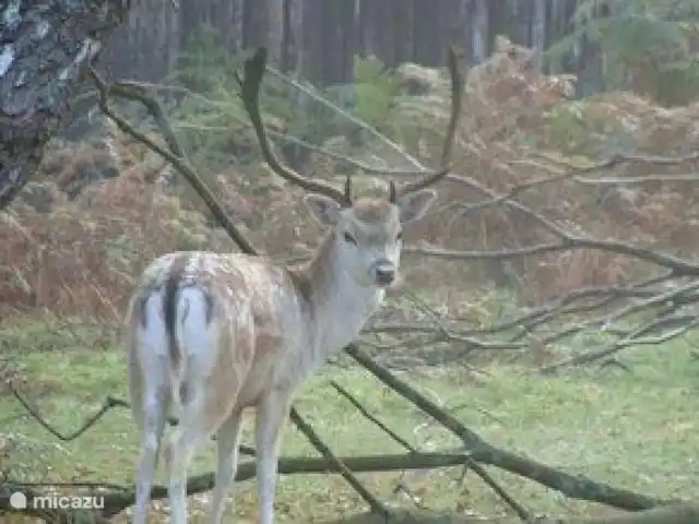 Maison Bonne Humeur Achouffe huren in België, Ardennen, Houffalize - gîte / cottage Deze dieren kom je hier zeker regelmatig tegen net zoals onze trouwe eekhoorn die elke dag een bezoekje brengt in onze tuin