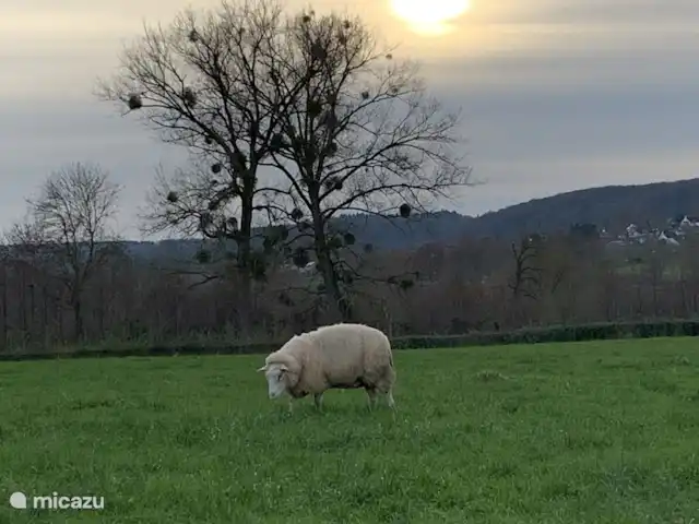 Vakantiehuis ontdek Zuid-Limburg huren in Nederland, Limburg, Simpelveld - vakantiehuis Landschap