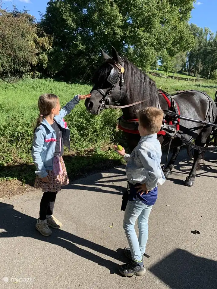 Carriage ride through the green valley