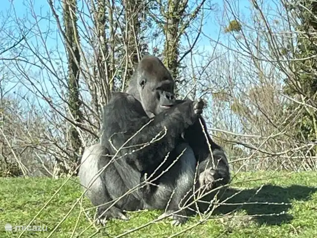 Vakantiehuis ontdek Zuid-Limburg huren in Nederland, Limburg, Simpelveld - vakantiehuis Gaia Zoo Kerkrade