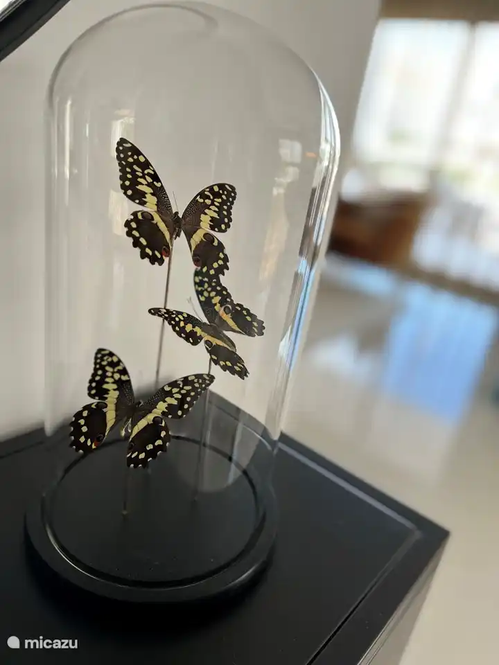 Attraktive Dekoration im ganzen Haus.