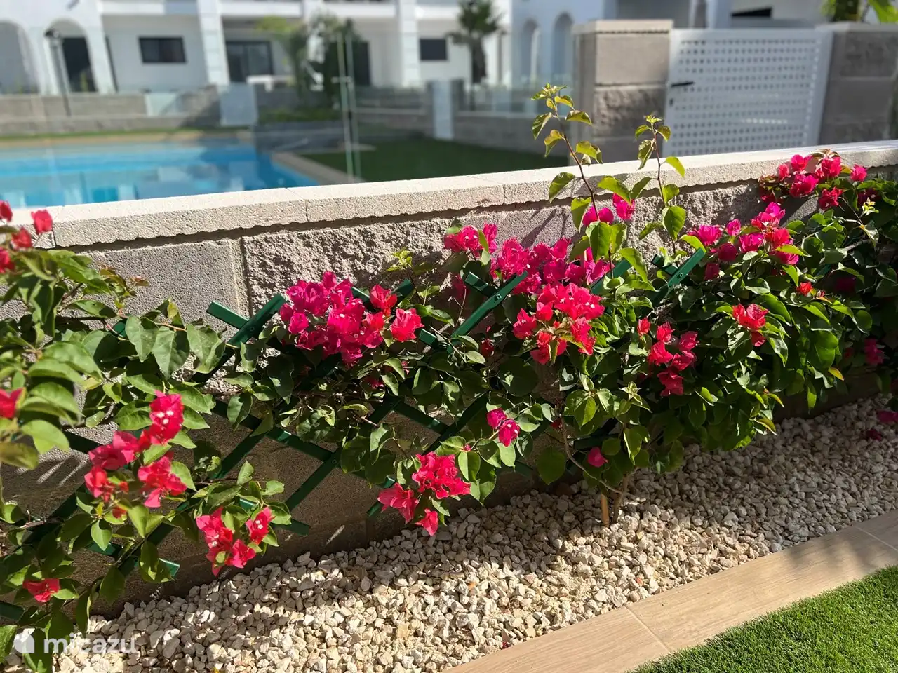 Garten mit wunderschönen Bougainvillea.