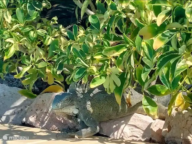 studio en Curazao, Banda Arriba (este), Seru Coral – Estudio Tiki Bar Seru Coral Resort Iguana grande junto a la piscina.