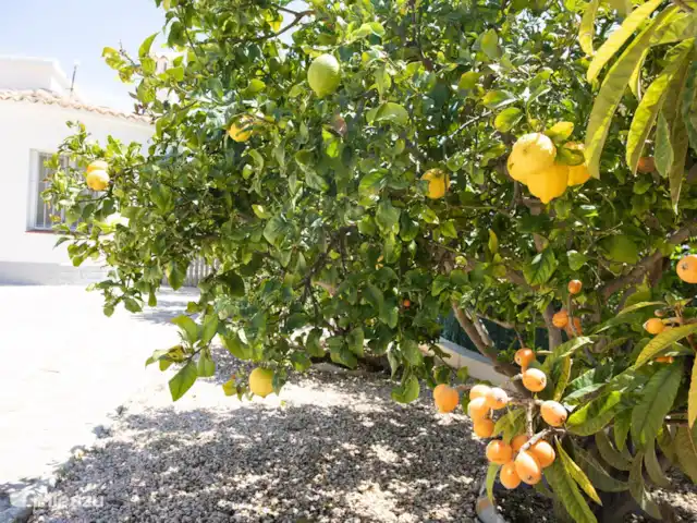 Villa Alegria Moraira huren in Spanje, Costa Blanca, Benissa - villa Citrusboom