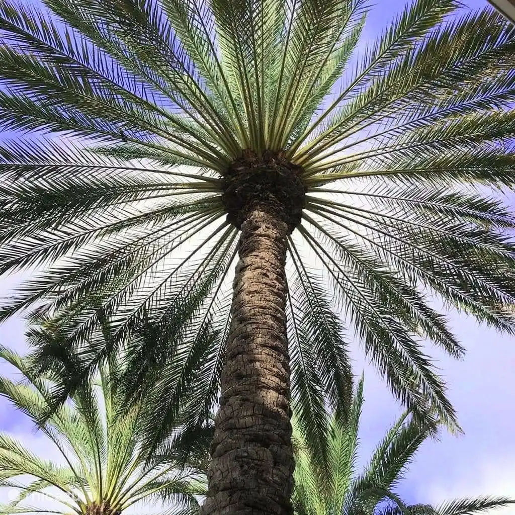 Palm tree at our pool