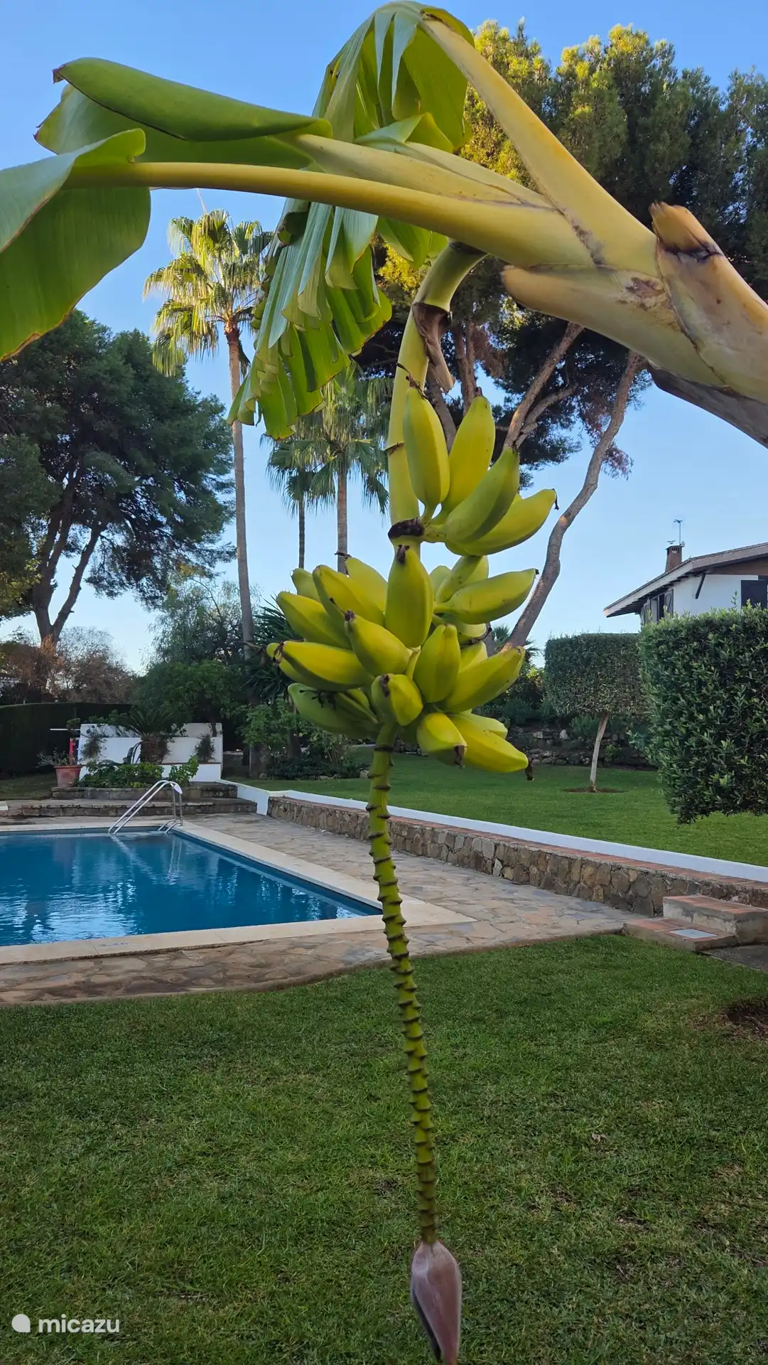 Tuin, met bananen boom.