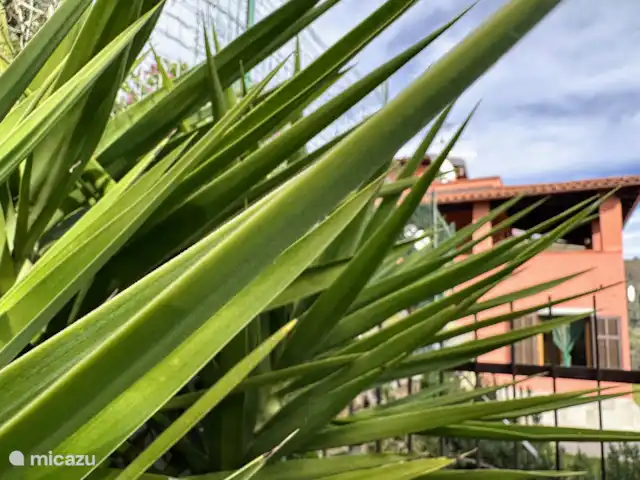 Casa Perlei | Italie, Ligurie, Imperia - maison mitoyenne Le jardin dans toute sa splendeur