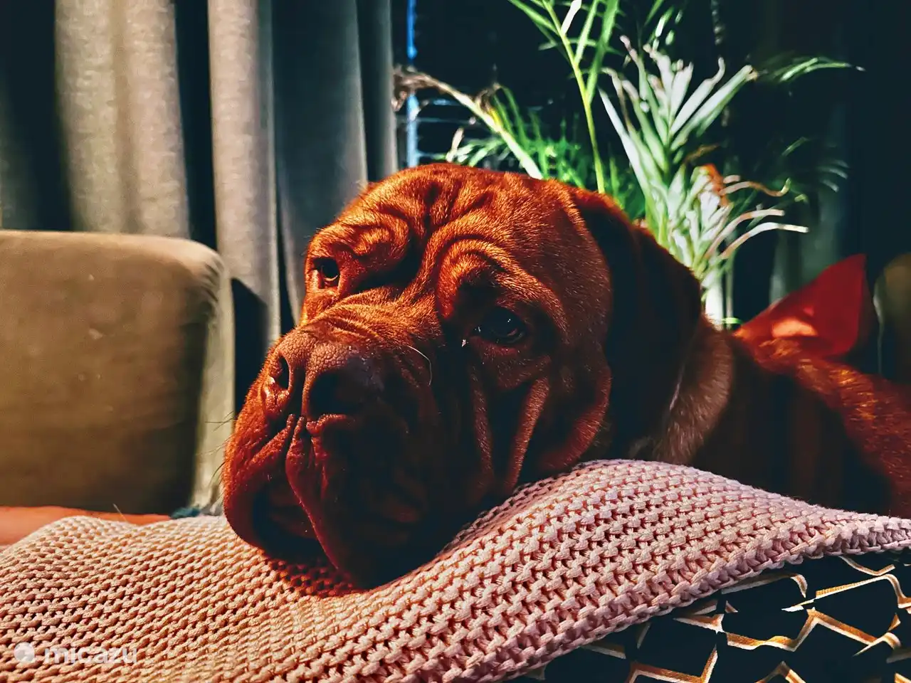 Trüffel genießt die Sonne