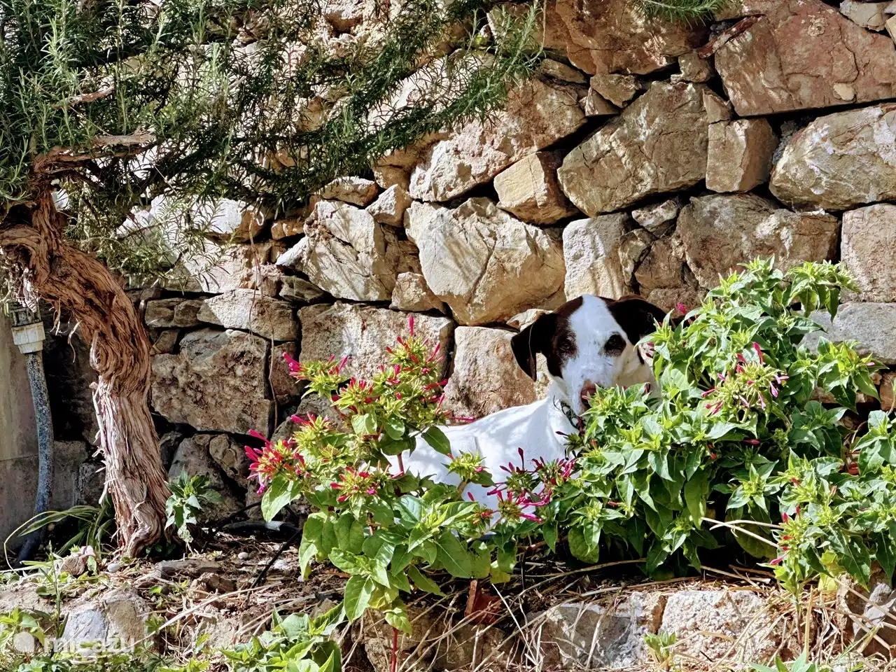 Herr. Janssen im Schatten unter „seinem“ Rosmarin