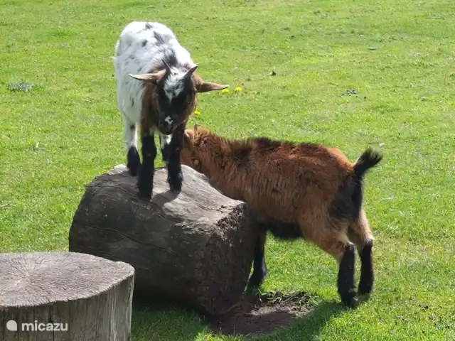Huuske de Gramsberg en Países Bajos, Overijssel, Gramsbergen - casa vacacional Zoológico