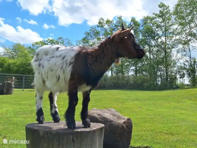 Huuske de Gramsberg en Países Bajos, Overijssel, Gramsbergen - casa vacacional Zoológico