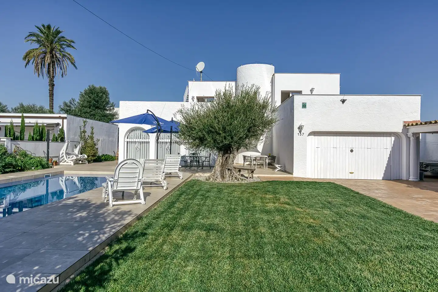 onze honderd jaar oude olijfboom