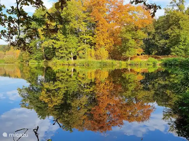 El cárabo en Países Bajos, Overijssel, Ootmarsum - bungaló De Bronnen en la reserva natural de Springendal
