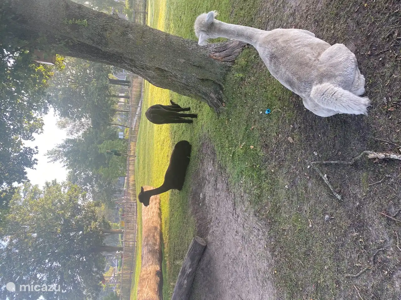 Les alpagas Tim, Tom &amp; Sam au zoo pour enfants