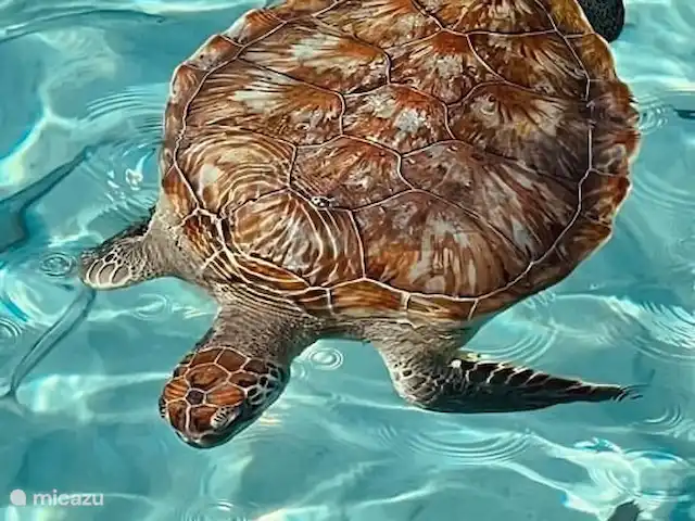 Gezellige villa op Blue Bay huren in Curaçao, Curacao-Midden, Blue Bay - villa Schildpadden