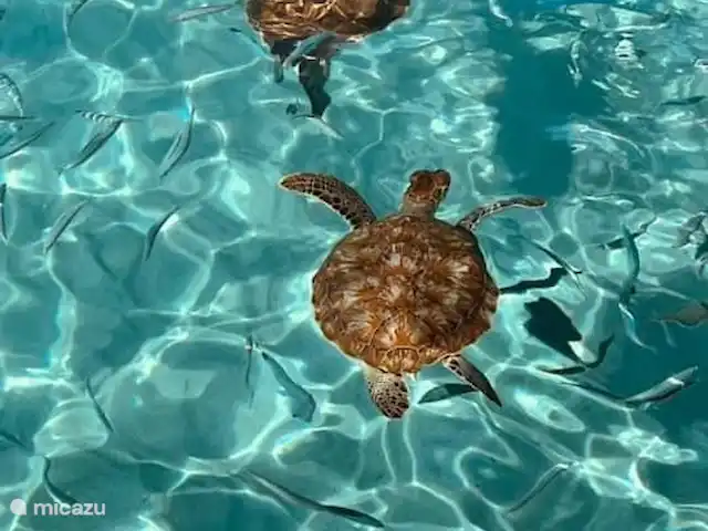 Gezellige villa op Blue Bay huren in Curaçao, Curacao-Midden, Blue Bay - villa Schildpadden