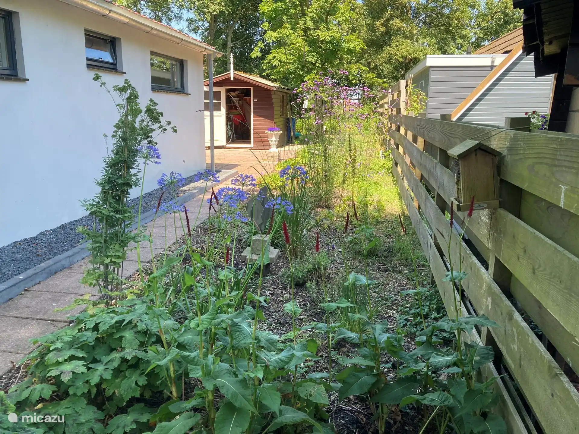 The side garden and the shed 