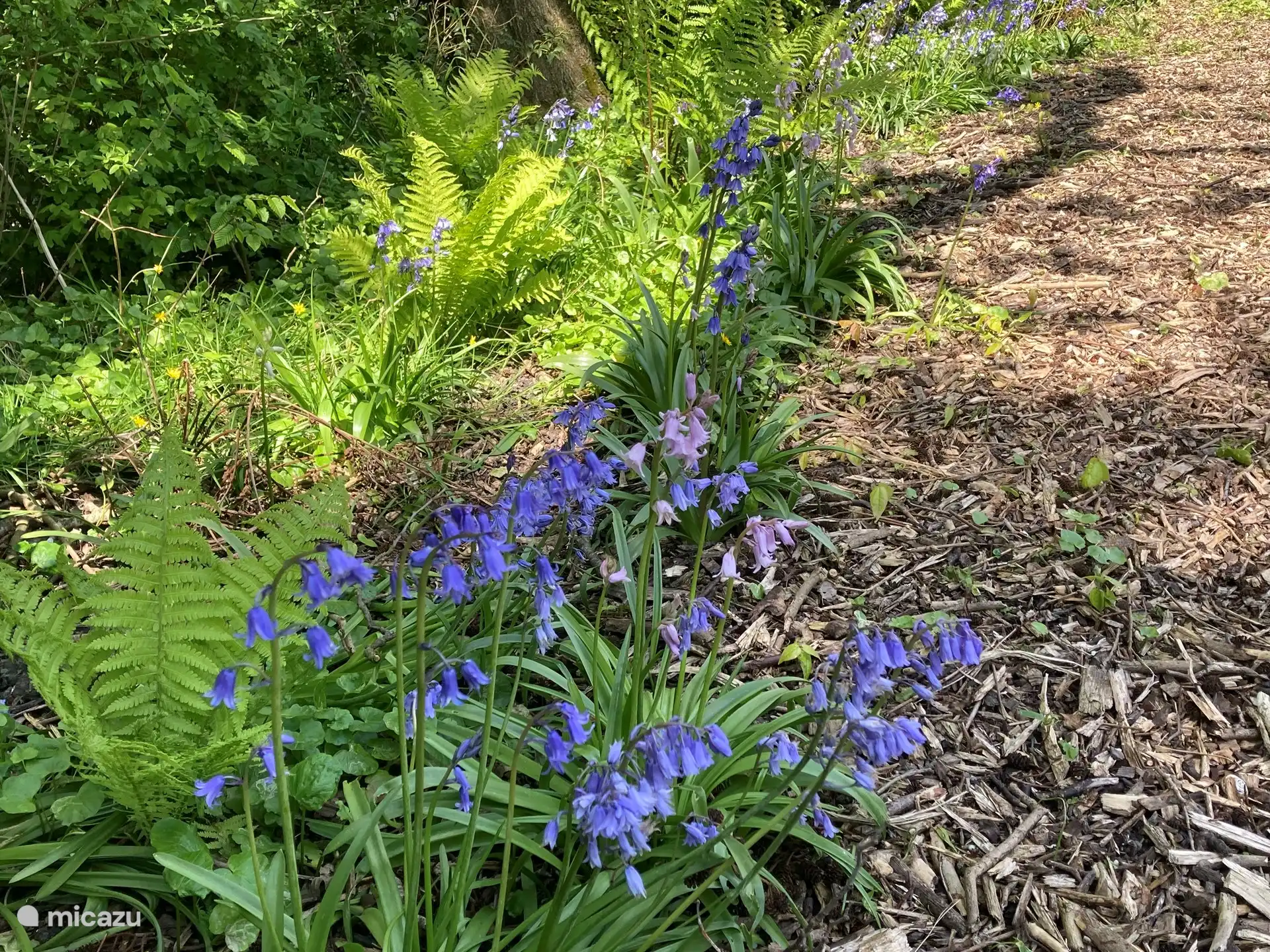 The wild hyacinths in the spring