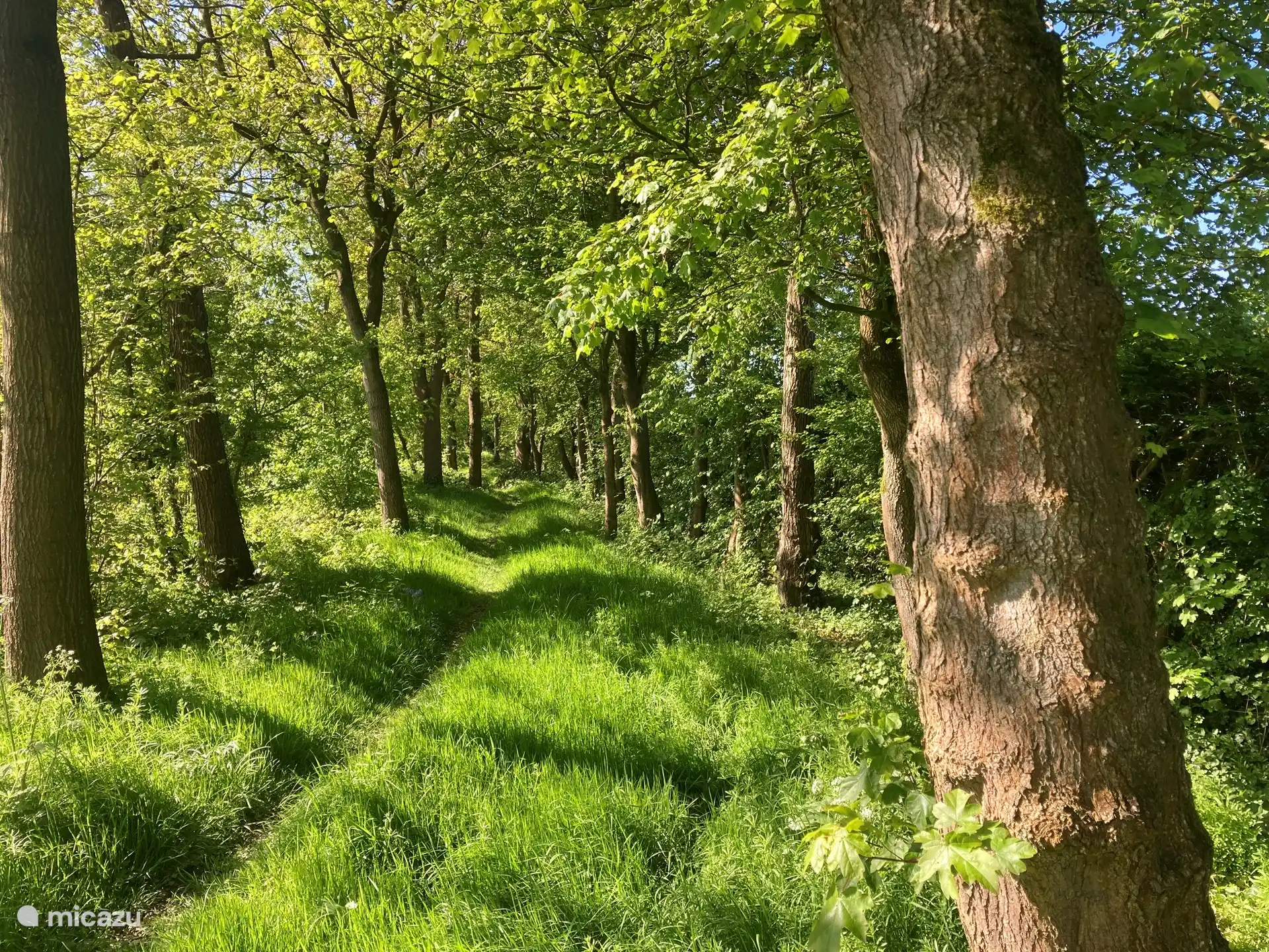 The path on the edge of Dirkshoeve 