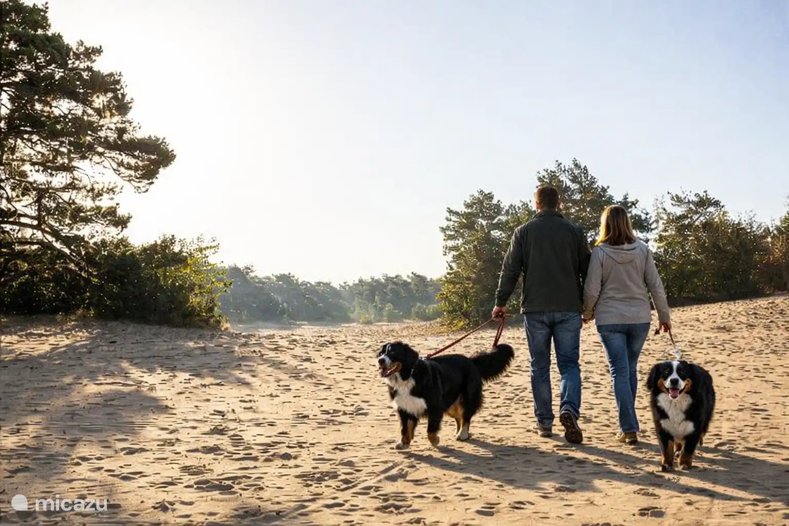 De Veluwe uitstekend geschikt om te wandelen met de hond. Vanuit recreactielandgoed de IJsvogel binnen enkel minuten in het bos