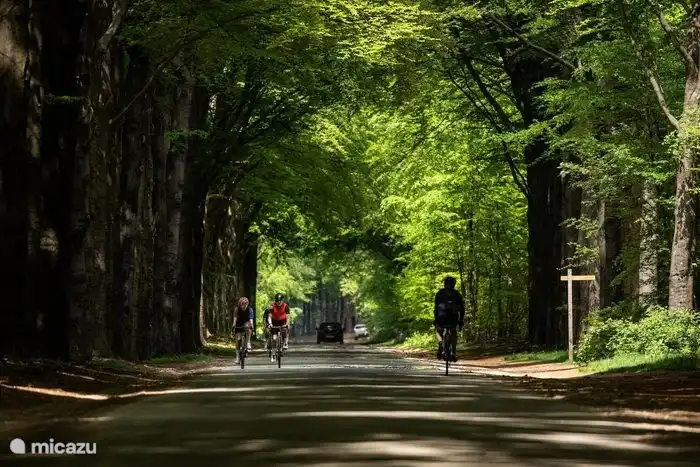 La location de vélos est disponible au domaine de loisirs IJsvogel