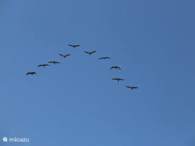 Location de Vacances France, Nièvre, Verneuil, gîte / cottage - Tonnerre de Brest Grues