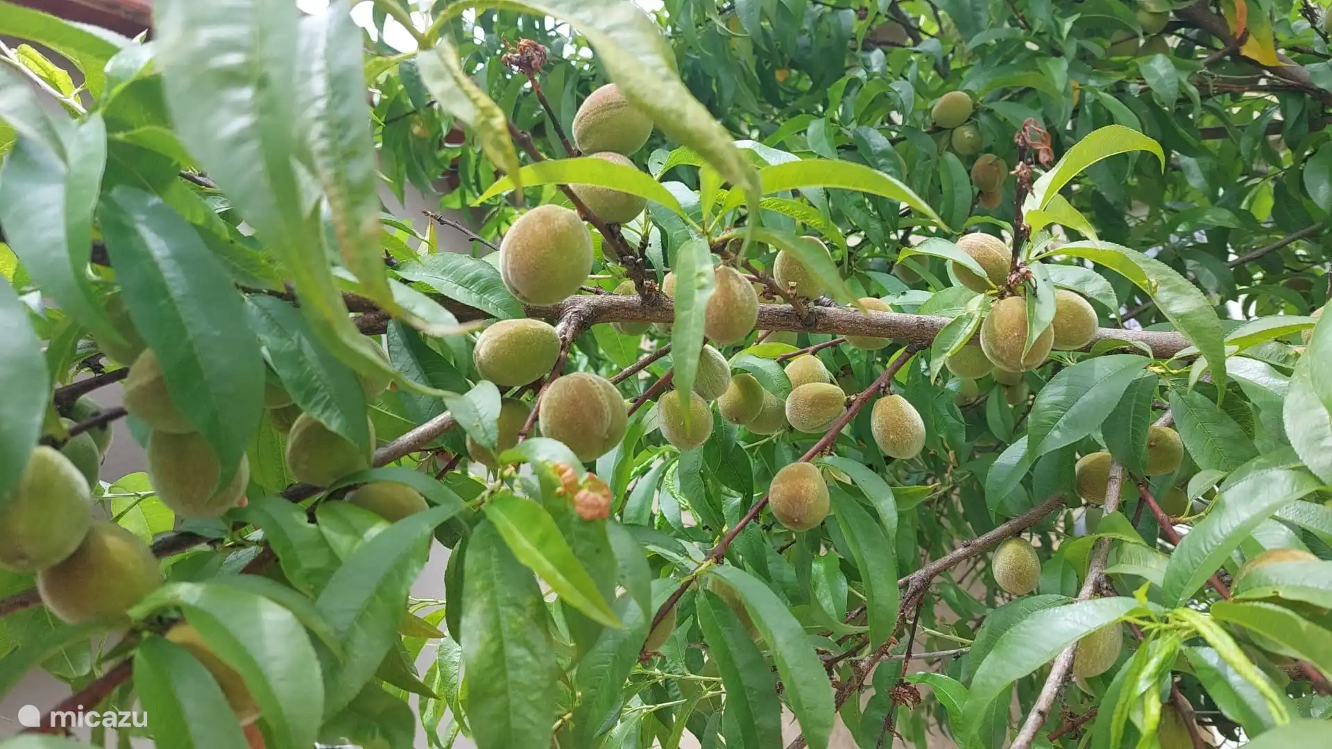 Pfirsichbaum im Garten