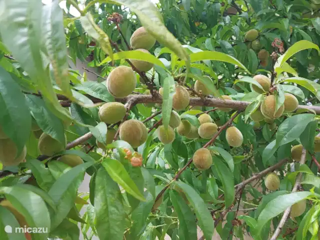 Location de Vacances France, Nièvre, Verneuil, gîte / cottage - Tonnerre de Brest Pêcher dans le jardin