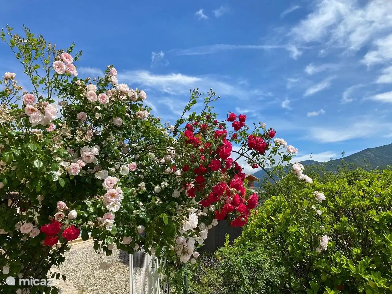 Entrance gate with rose arch to swimming pool.