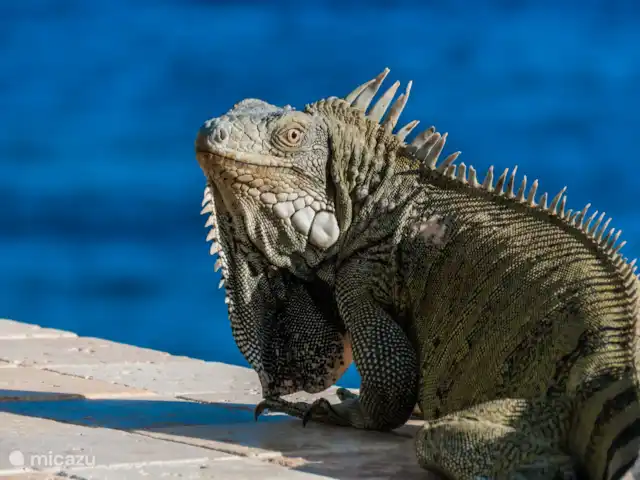 Oceanfront Home en Bonaire, Bonaire, Sabadeco - villa Iguana