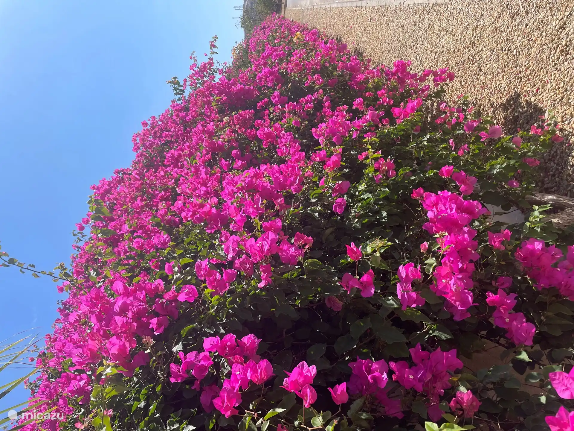 Blumenmeer auf dem Weg zu unserem Haus
