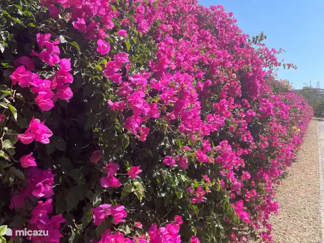 bungaló en España, Andalucía, San Juan de los Terreros – Villa Plyphona Mar de flores en el camino a nuestra casa