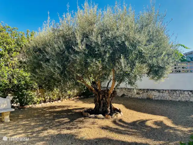 Maison Lali | Benissa-Moraira | Espagne, Costa Blanca, Benissa - villa Un bel olivier centenaire orne le jardin de la Casa Lalí. Avec son tronc imposant et marqué par le temps et ses vastes feuilles vert argenté, l'arbre rayonne d'une beauté intemporelle.