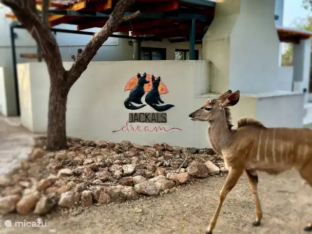 Jackals Dream | Afrique du Sud, Mpumalanga, Marloth Park - maison de vacances Le rêve du chacal