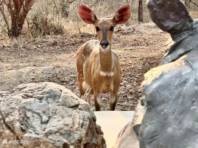Jackals Dream | Afrique du Sud, Mpumalanga, Marloth Park - maison de vacances Les guibs viennent régulièrement y jeter un œil