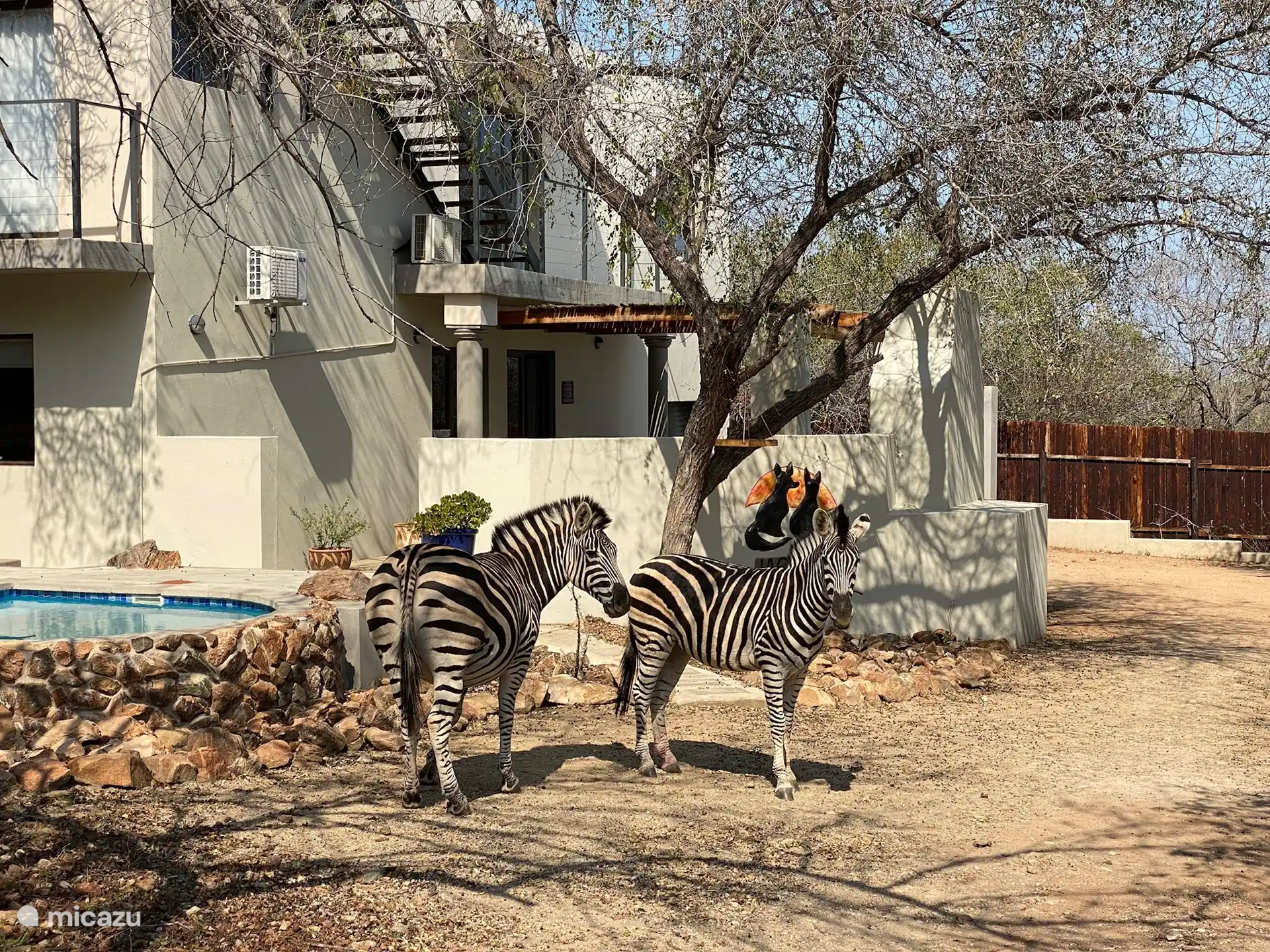 Zebras im Garten im Winter