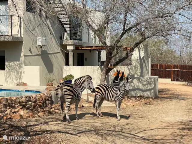 Jackals Dream | Afrique du Sud, Mpumalanga, Marloth Park - maison de vacances Zèbres dans le jardin en hiver